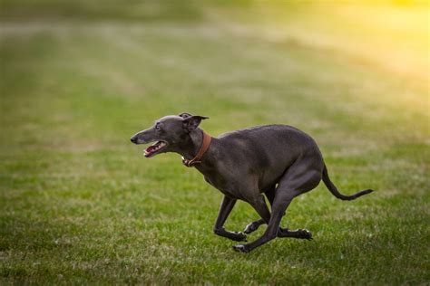 The 15 Fastest Dog Breeds - Wagging Mongrel