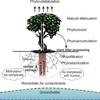 1 Arsenic and arsenic compounds in the soil-plant system | Download Scientific Diagram