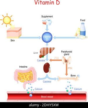 Calcium metabolism. vector illustration about how level of the calcium in plasma is regulated by ...