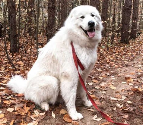 Great Pyrenees Mixes: 25 Different Pyrs Crossbreeds - K9 Web