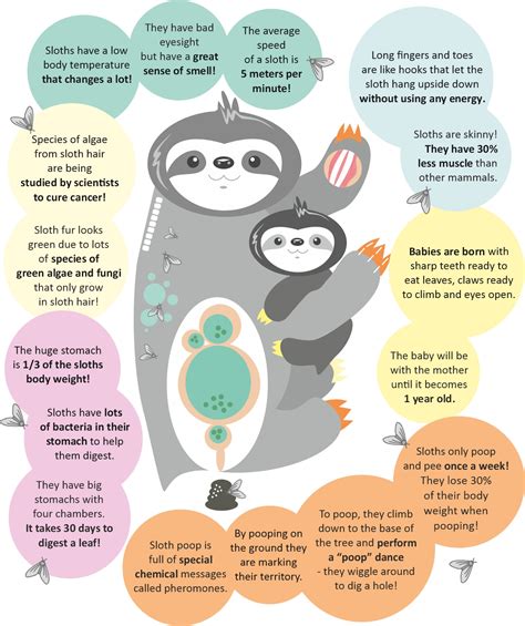 Kid's Corner - The Sloth Conservation Foundation