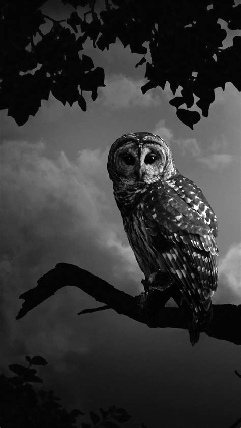 Owl iPhone, Cool Owl HD phone wallpaper | Pxfuel