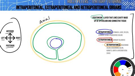 Intraperitoneal, Extraperitoneal and Retroperitoneal Organs - YouTube