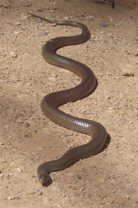 Eastern brown snake - Wikiwand