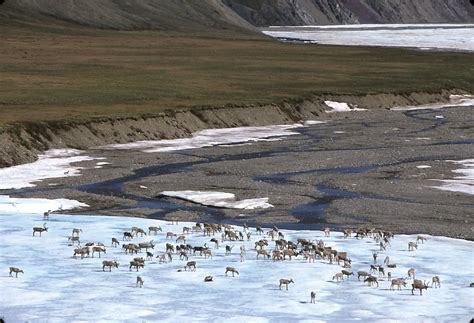 WWF-US statement on Arctic Refuge drilling plans - WWF Arctic