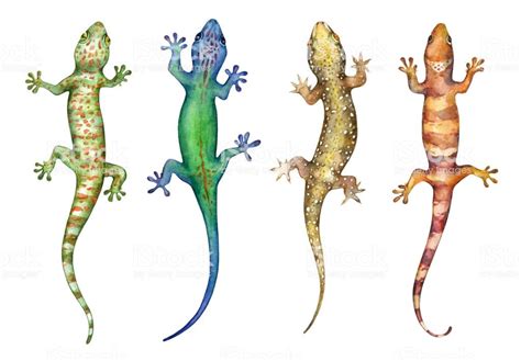 lizards watercolor illustration isolated on white background ...