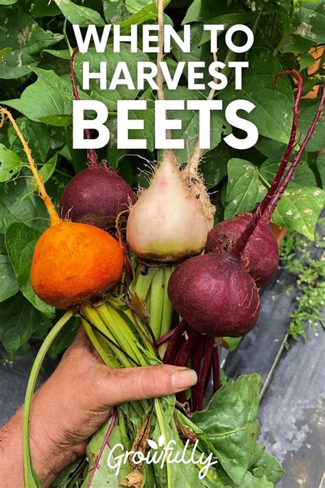 When to Harvest Beets | Fall garden vegetables, Growing beets, Growing ...