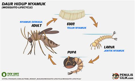 [Contoh Poster] Daur Hidup Nyamuk Beserta Penjelasannya