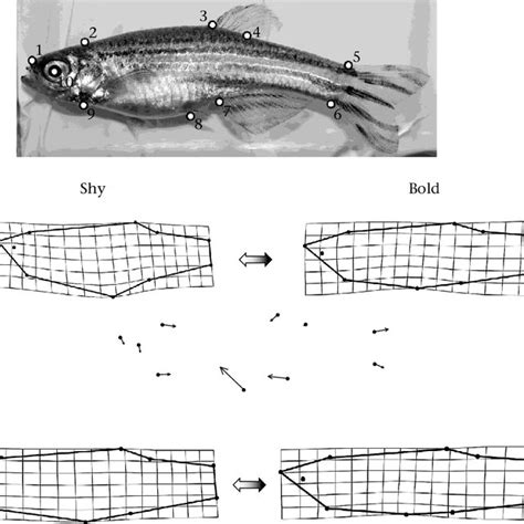 (a) Landmarks used for morphological analysis. Morphological... | Download Scientific Diagram