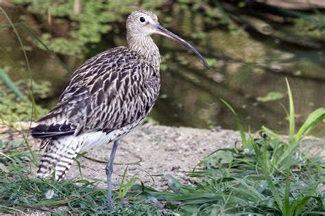 Curlew Bird