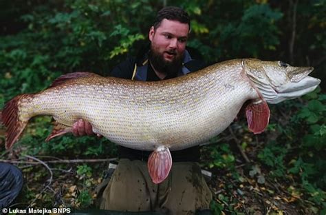 Pike weighing 53lb that would have been British world record is found dead at fishery in ...