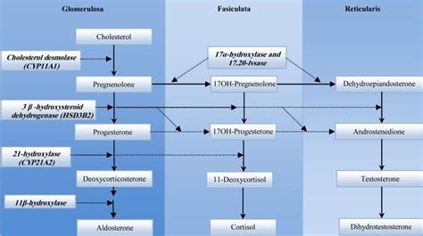 Schematic structure for biosynthetic pathway of mineralocorticoids,... | Download Scientific Diagram