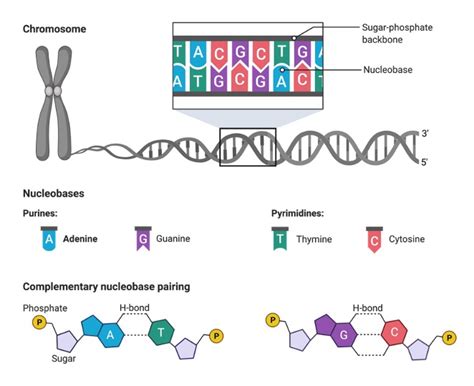 Adenosine Diphosphate: Definition, Function, and Examples