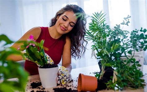 10+ easy tropical plants 🌿 🌺 Ideas for a vibrant, lush indoor garden!