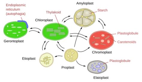 The cell. 6. Non vesicular. Plastids. Atlas of plant and animal histology.