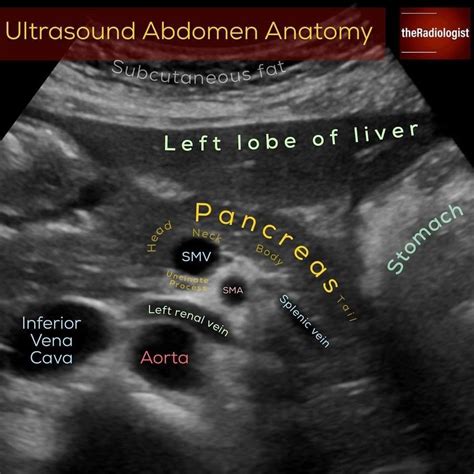 Pin by Chibi Petite 🌸 Chibi San 💮 on Anatomy mx | Ultrasound school ...