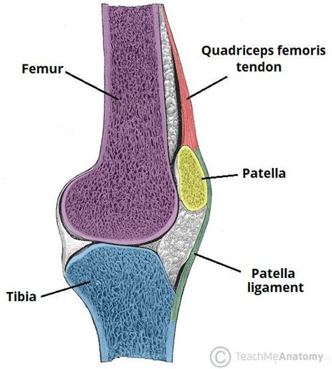 what type of joint is the "knee joint" ? - Brainly.in