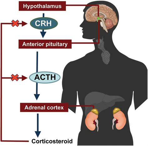 Adrenal crisis causes, symptoms, diagnosis, treatment & prognosis