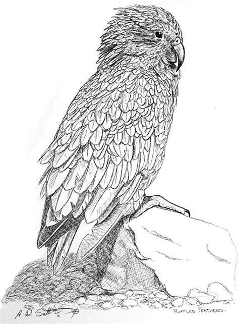 Kea - Fine Art New Zealand native Kea bird pencil drawing