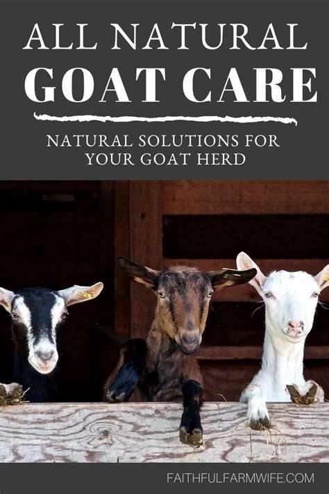 Natural Goat Care Solutions that You Need to Know About - Mama on the ...