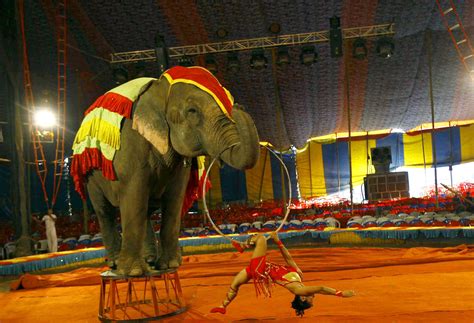 Indian circuses struggle to adapt after court bans