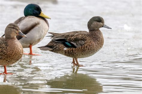 American Wigeon x American Black Duck (hybrid) - eBird