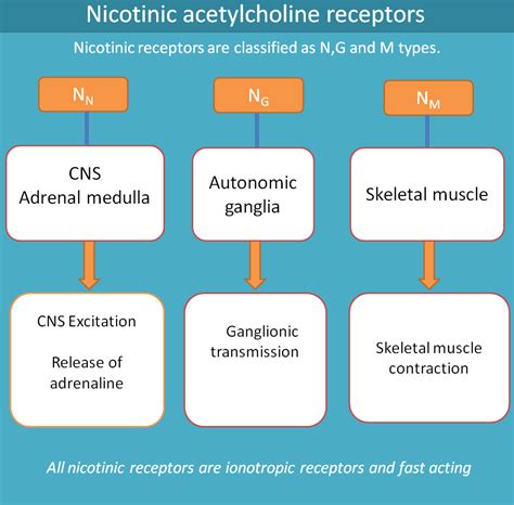 Nicotinic receptors