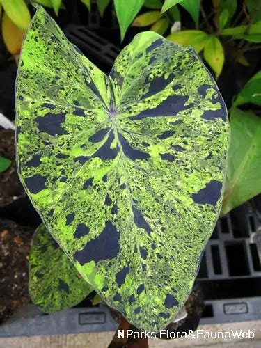 Taro (Colocasia esculenta) - Propagation, Problems, and Care