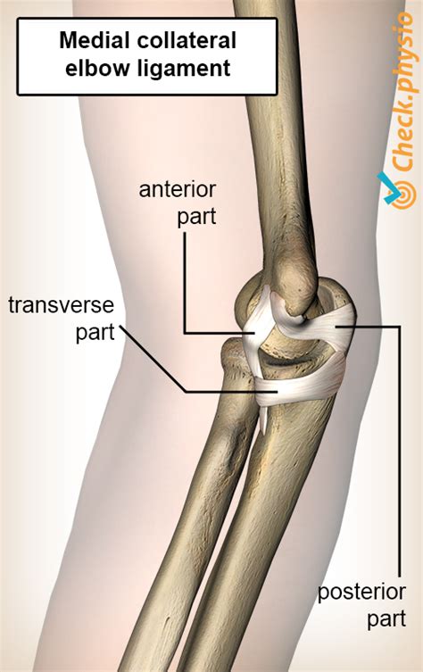 Medial collateral ligament injury elbow | Physio Check