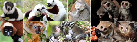 Duke Lemur Center - Home