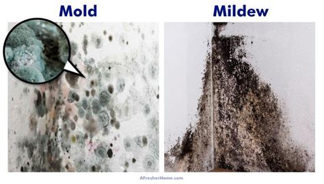 What is difference between mold and mildew? - 27F Chilean Way