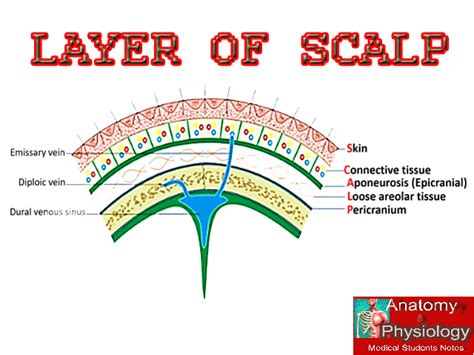 TOPIC- SCALP