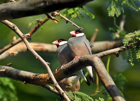 200 Birds: Introduced Birds of the Big Island, Hawaii: Song Birds