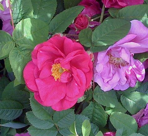 Roses for English Gardens: Rosa gallica "Officinalis" - the Apothecary Rose