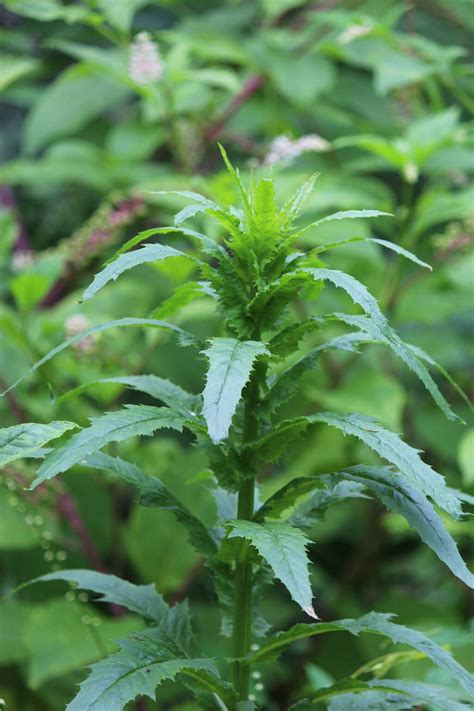 American Burnweed: How to Use the Edible North American Herb