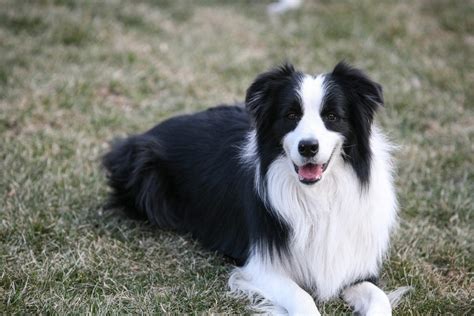 15 Best Farm Dog Breeds for Life on a Ranch (With Pictures) | Pet Keen