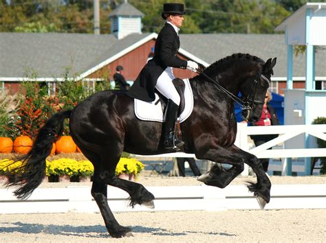 Friesian Canter Equestrian Dressage, Dressage Horses, Friesian Horse, Draft Horses, Most ...