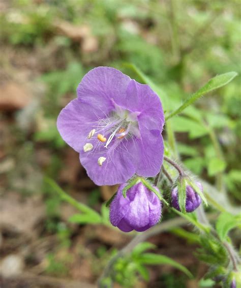 Wildflowers of the Smokies - Blount Tourism