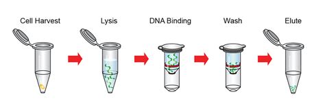 Plasmid miniPREP Kit – GeneDireX, Inc.