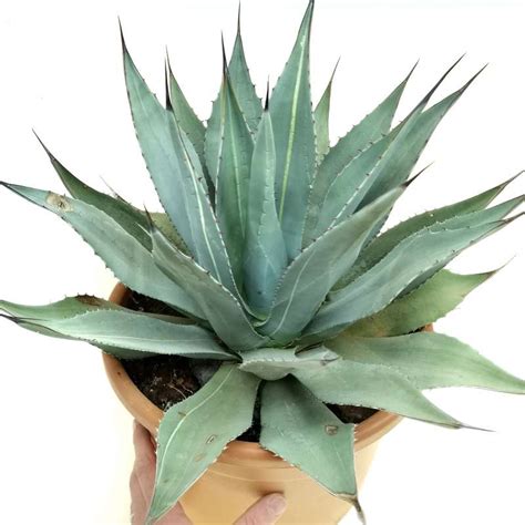 Agave parryi var. huachucensis f. variegata 30 cm. | Agavaceae ...