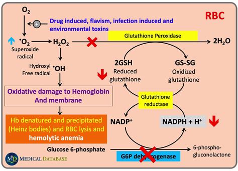 Medical Database - Mechanism of Hemolytic Anemia in G6PD Deficiency
