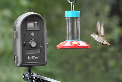 @Wingscapes Birdcam Pro helps you capture those Breathtaking Moments - New Gizmo