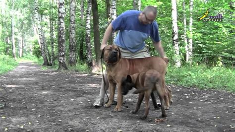 BOERBOEL TRAINING PDF