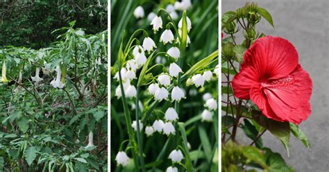 10 Moisture Loving Plants for Your Garden