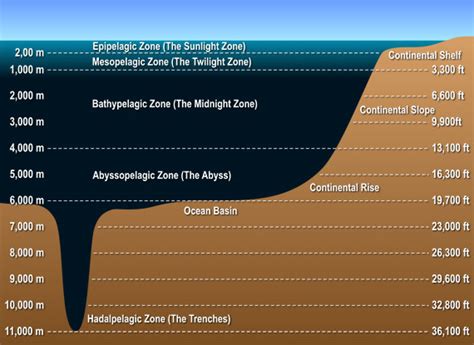 Layers of the Ocean - Deep Sea Creatures on Sea and Sky