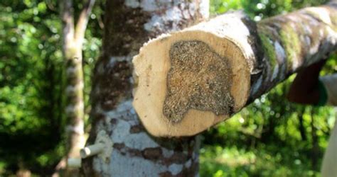 Assam govt relaxes curbs on Agar tree cultivation, felling