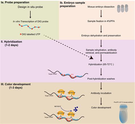 Wholemount in situ Hybridization for Spatial-temporal Visualization of Gene Expression in Early ...