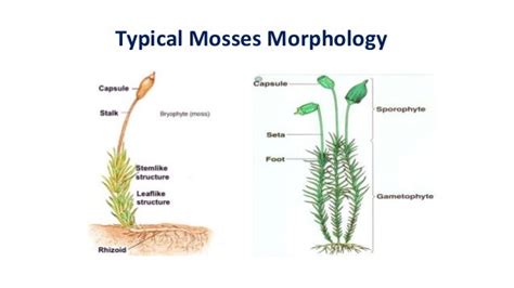 Phylum Bryophyta Characteristics