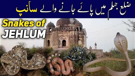 Snakes of Jehlum City - Northern Punjab Wildlife - YouTube