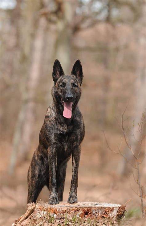 Pin by Henk Berends on Goude Hollanders | Dutch shepherd dog, Malinois dog, Belgian malinois dog